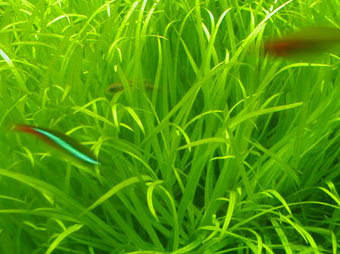Blyxa japonica